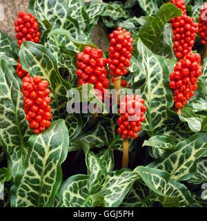 Arum italicum - subsp. italicum `Marmoratum' AGM   BUL098779 Stock Photo